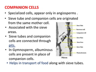 COMPANION CELLS
• Specialized cells, appear only in angiosperms .
• Sieve tube and companion cells are originated
from the same mother cell.
• Associated with the sieve
areas.
• Sieve tubes and companion
cells are connected through
pits.
• In Gymnosperm, albuminous
cells are present in place of
companion cells.
• Helps in transport of food along with sieve tubes.
 