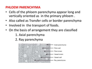 PHLOEM PARENCHYMA
• Cells of the phloem parenchyma appear long and
vertically oriented as in the primary phloem .
• Also called as Transfer cells or border parenchyma
• Involved in the transport of foods.
• On the basis of arrangement they are classified
1. Axial parenchyma
2. Ray parenchyma
 