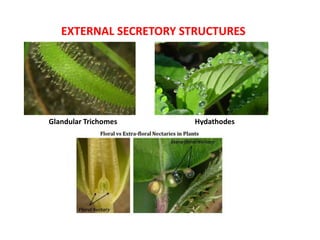 Glandular Trichomes
EXTERNAL SECRETORY STRUCTURES
Hydathodes
 