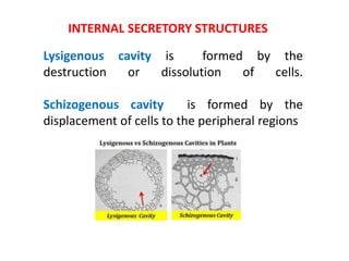 INTERNAL SECRETORY STRUCTURES
Lysigenous cavity is formed by the
destruction or dissolution of cells.
Schizogenous cavity is formed by the
displacement of cells to the peripheral regions
 