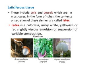 Laticiferous tissue
 