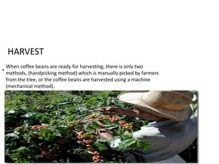 • 
HARVEST 
When coffee beans are ready for harvesting, there is only two 
methods, (handpicking method) which is manually picked by farmers 
from the tree, or the coffee beans are harvested using a machine 
(mechanical method). 
 