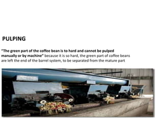 PULPING 
“The green part of the coffee bean is to hard and cannot be pulped 
manually or by machine” because it is so hard, the green part of coffee beans 
are left the end of the barrel system, to be separated from the mature part 
 