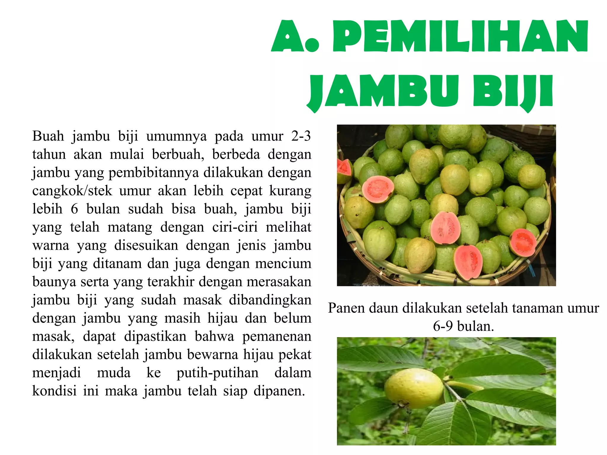 Rotan: Lebih dari Sekadar Bahan Baku Mebel, Kekayaan Tersembunyi Tanaman Obat Keluarga (TOGA)