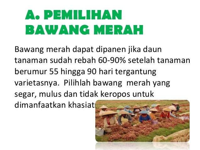 Ppt Toga