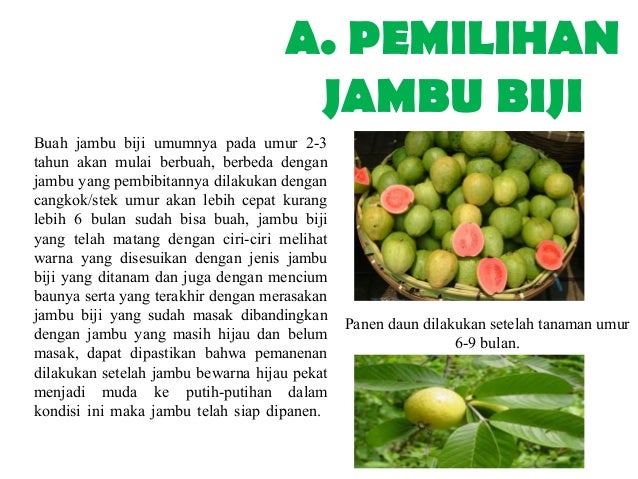 Ppt Tanaman Obat Keluarga TOGA 