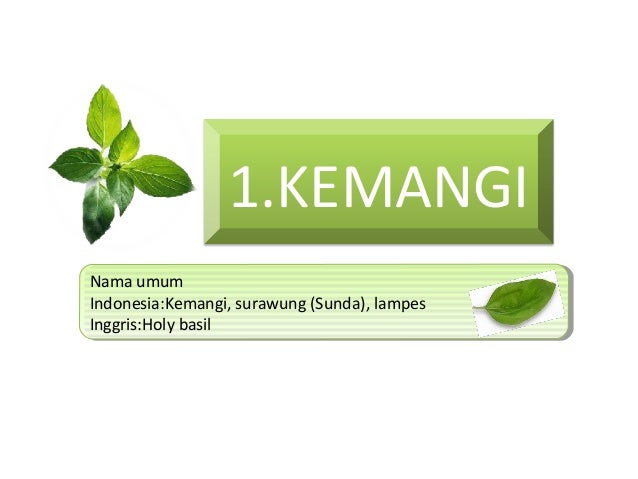 Ppt Tanaman Obat Keluarga TOGA 