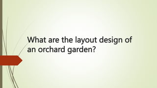 What are the layout design of
an orchard garden?
 