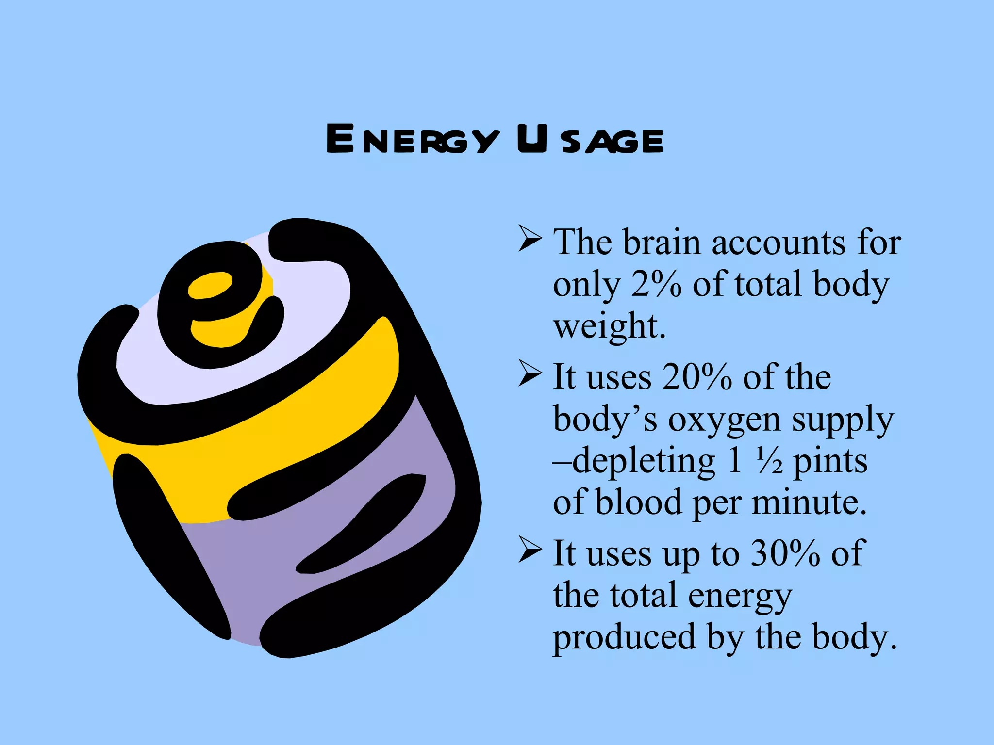 Energy Usage The brain accounts for only 2% of total body weight. It uses 20% of the body’s oxygen supply –depleting 1 ½ pints of blood per minute. It uses up to 30% of the total energy produced by the body. 