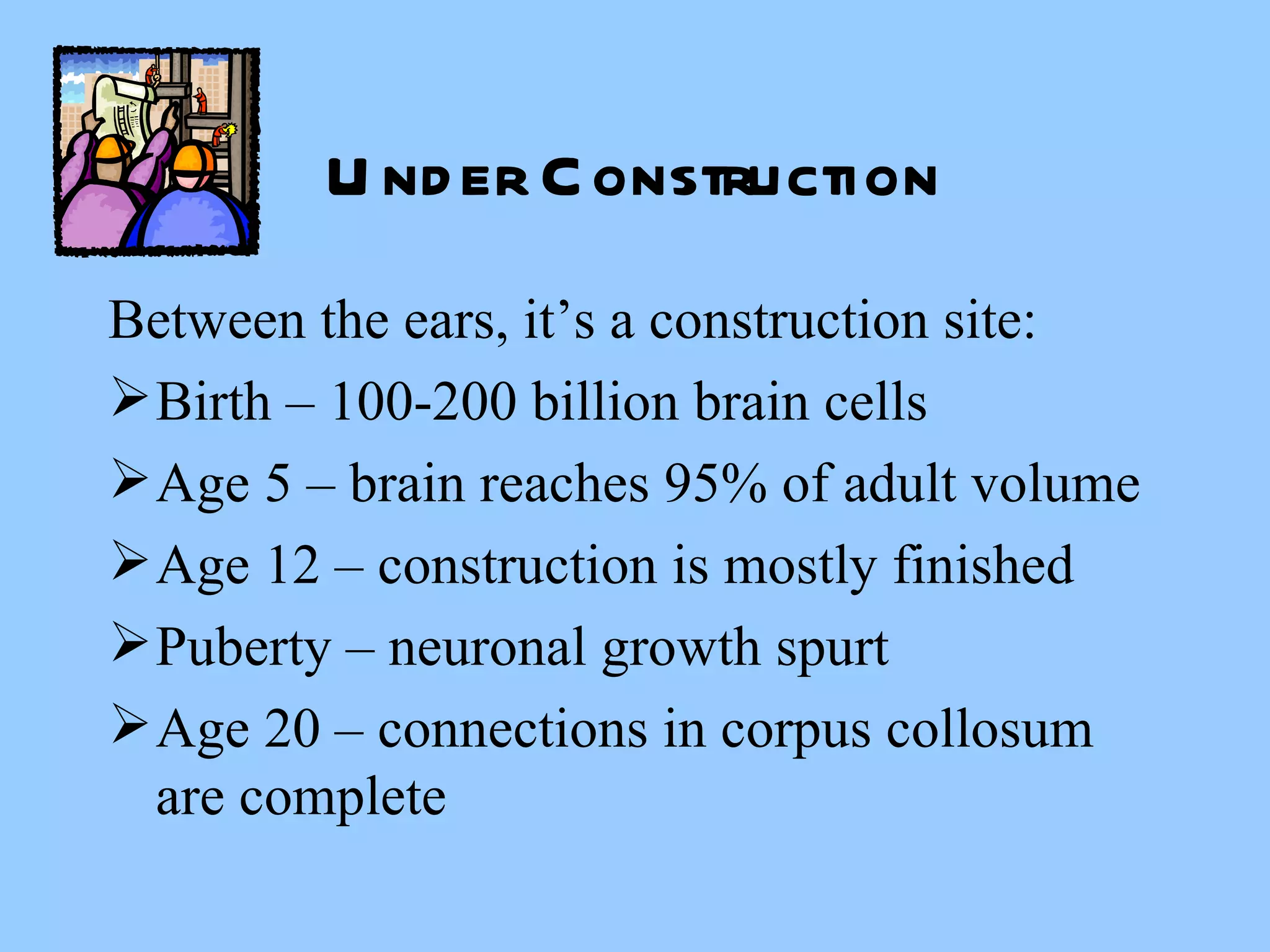 Under Construction Between the ears, it’s a construction site: Birth – 100-200 billion brain cells Age 5 – brain reaches 95% of adult volume Age 12 – construction is mostly finished Puberty – neuronal growth spurt Age 20 – connections in corpus collosum are complete 