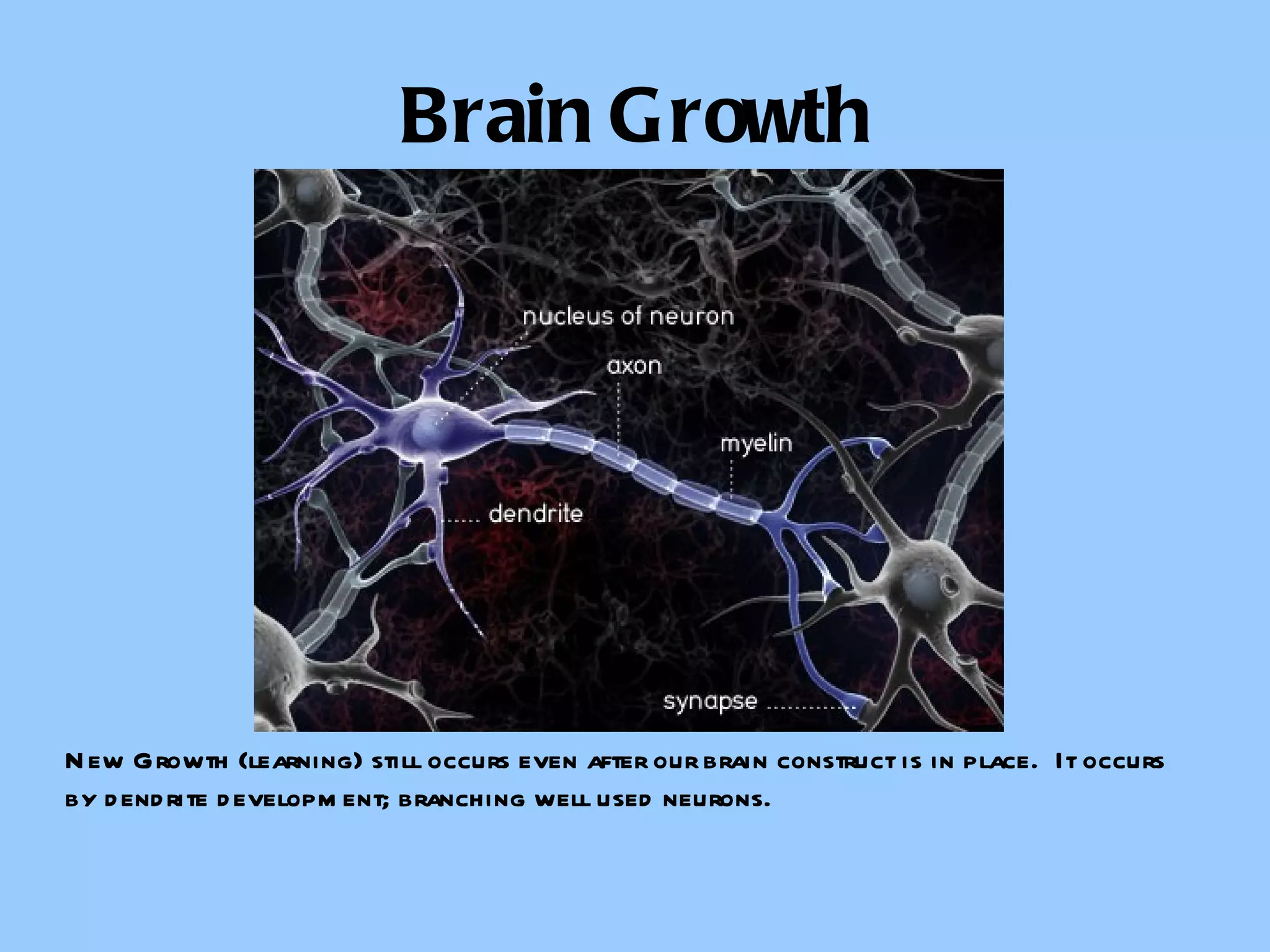 Brain Growth New Growth (learning) still occurs even after our brain construct is in place.  It occurs by dendrite development; branching well used neurons. 