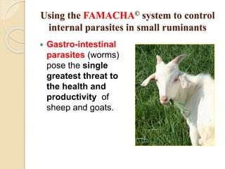Using the FAMACHA© system to control
internal parasites in small ruminants
 Gastro-intestinal
parasites (worms)
pose the single
greatest threat to
the health and
productivity of
sheep and goats.
 
