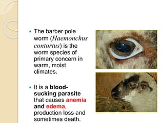  The barber pole
worm (Haemonchus
contortus) is the
worm species of
primary concern in
warm, moist
climates.
 It is a blood-
sucking parasite
that causes anemia
and edema,
production loss and
sometimes death.
 