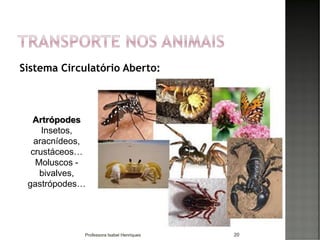 Sistema Circulatório Aberto:
20
Artrópodes
Insetos,
aracnídeos,
crustáceos…
Moluscos -
bivalves,
gastrópodes…
Professora Isabel Henriques
 