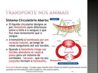 Sistema Circulatório Aberto:
 O líquido circulante designa-se
por Hemolinfa (sem diferenças
entre a linfa e o sangue) e que
flui mais lentamente que o
sangue.
 A hemolinfa á bombeada por um
coração tubular, ao longo de
vasos sanguíneos até aos tecidos.
 Quando a hemolinfa chega aos
tecidos abandona os vasos e
passa para um sistema de
cavidades – lacunas – que no seu
conjunto formam o hemocélio.
21
Hemolinfa (haimo=sangue + lympha=água, líquido claro): fluido circulatório praticamente incolor
presente nos invertebrados mais complexos, com sistema aberto.
Hemolinfa
Hemocélio
Professora Isabel Henriques
 