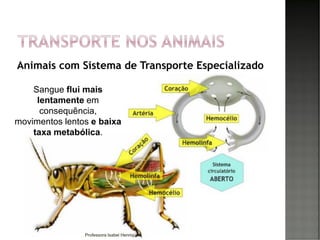 Animais com Sistema de Transporte Especializado
23
Sangue flui mais
lentamente em
consequência,
movimentos lentos e baixa
taxa metabólica.
Professora Isabel Henriques
 
