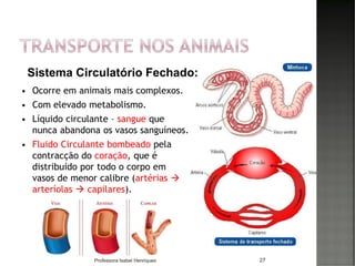  Ocorre em animais mais complexos.
 Com elevado metabolismo.
 Líquido circulante – sangue que
nunca abandona os vasos sanguíneos.
 Fluido Circulante bombeado pela
contracção do coração, que é
distribuído por todo o corpo em
vasos de menor calibre (artérias →
arteríolas → capilares).
27
Sistema Circulatório Fechado:
Professora Isabel Henriques
 