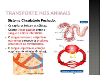  Os capilares irrigam as células.
 Ocorre trocas gasosas entre o
sangue e a linfa intersticial.
 O sangue fornece o oxigénio e
nutrientes e recebe os produtos
resultantes do metabolismo.
 O sangue regressa ao coração
(capilares → vênulas → veias).
28
linfa
sangue
Sistema Circulatório Fechado:
sangue
Professora Isabel Henriques
 