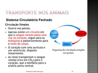 Circulação Simples
 Ocorre nos peixes.
 Apenas existe um circuito em
que o sangue venoso passa uma
vez no coração, segue para as
brânquias e posteriormente para
o resto do corpo.
 O coração com uma aurícula e
um ventrículo, disposto
linearmente.
 As veias transportam o sangue
venoso (rico em CO2) para o
coração, que o bombeia para a
artéria aorta ventral.
31
Coração
Corpo
Brânquias
Esquema de circulação simples
em peixes.
Sistema Circulatório Fechado
Professora Isabel Henriques
 