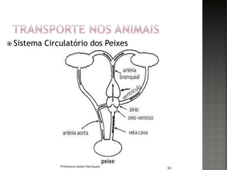  Sistema Circulatório dos Peixes
33Professora Isabel Henriques
 