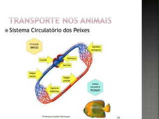  Sistema Circulatório dos Peixes
34Professora Isabel Henriques
 