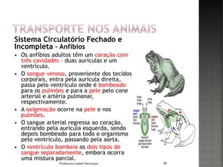 Sistema Circulatório Fechado e
Incompleta – Anfíbios
 Os anfíbios adultos têm um coração com
três cavidades – duas aurículas e um
ventrículo.
 O sangue venoso, proveniente dos tecidos
corporais, entra pela aurícula direita,
passa pelo ventrículo onde é bombeado
para os pulmões e para a pele pelo cone
arterial e artéria pulmonar,
respectivamente.
 A oxigenação ocorre na pele e nos
pulmões.
 O sangue arterial regressa ao coração,
entrando pela aurícula esquerda, sendo
depois bombeado para todo o organismo
pelo ventrículo, passando pela aorta.
 O ventrículo bombeia os dois tipos de
sangue separadamente, embora ocorra
uma mistura parcial.
38Professora Isabel Henriques
 