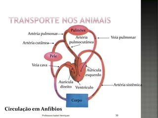 39
Corpo
Pele
Pulmões
Artéria pulmonar
Artéria cutânea
Veia pulmonarArtéria
pulmocutânea
Aurícula
esquerdo
Ventrículo
Artéria sistêmica
Veia cava
Aurícula
direito
Circulação em Anfíbios
Professora Isabel Henriques
 