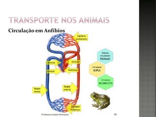 40
Circulação em Anfíbios
Professora Isabel Henriques
 