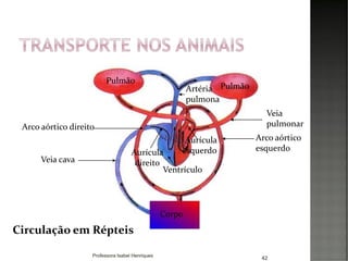42
Circulação em Répteis
Pulmão
Pulmão
Corpo
Veia cava
Artéria
pulmona
r Veia
pulmonarArco aórtico direito
Arco aórtico
esquerdo
Aurícula
esquerdo
Ventrículo
Aurícula
direito
Professora Isabel Henriques
 