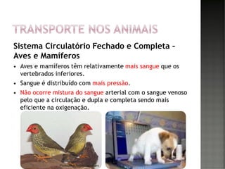 Sistema Circulatório Fechado e Completa –
Aves e Mamíferos
 Aves e mamíferos têm relativamente mais sangue que os
vertebrados inferiores.
 Sangue é distribuído com mais pressão.
 Não ocorre mistura do sangue arterial com o sangue venoso
pelo que a circulação e dupla e completa sendo mais
eficiente na oxigenação.
44Professora Isabel Henriques
 
