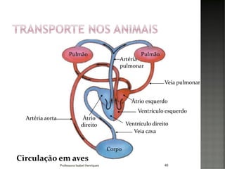 Circulação em aves
Corpo
PulmãoPulmão
Artéria
pulmonar
Veia pulmonar
Ventrículo esquerdo
Artéria aorta
Veia cava
Átrio esquerdo
Ventrículo direito
Átrio
direito
46Professora Isabel Henriques
 