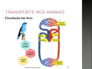 47
Circulação em Aves
Professora Isabel Henriques
 