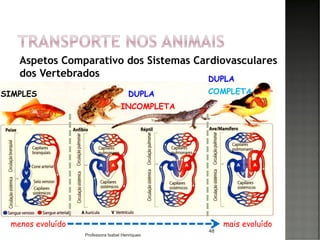 Aspetos Comparativo dos Sistemas Cardiovasculares
dos Vertebrados
48
SIMPLES DUPLA
INCOMPLETA
COMPLETA
DUPLA
menos evoluído mais evoluído
Professora Isabel Henriques
 