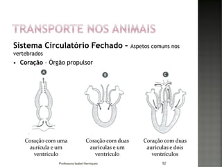 Sistema Circulatório Fechado – Aspetos comuns nos
vertebrados
 Coração – Órgão propulsor
52
Coração com uma
aurícula e um
ventrículo
Coração com duas
aurículas e um
ventrículo
Coração com duas
aurículas e dois
ventrículos
Professora Isabel Henriques
 