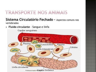 Sistema Circulatório Fechado – Aspectos comuns nos
vertebrados
 Fluído circulante – Sangue e linfa
54Professora Isabel Henriques
 