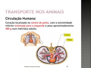 Circulação Humana:
Coração localizado no centro do peito, com a extremidade
inferior orientada para a esquerda e pesa aproximadamente
400 g num indivíduo adulto.
55Professora Isabel Henriques
 