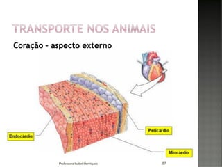Coração – aspecto externo
57Professora Isabel Henriques
 