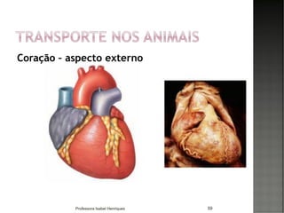 Coração – aspecto externo
59Professora Isabel Henriques
 