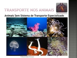 Animais Sem Sistema de Transporte Especializado
6Professora Isabel Henriques
 