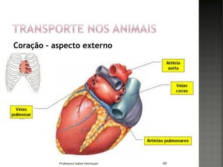 Coração – aspecto externo
60Professora Isabel Henriques
 