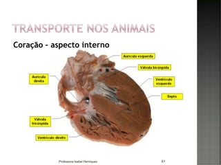 Coração – aspecto interno
61Professora Isabel Henriques
 