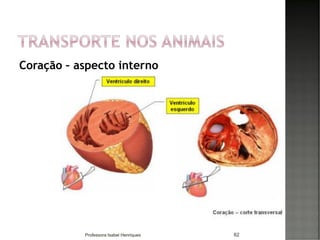 Coração – aspecto interno
62Professora Isabel Henriques
 