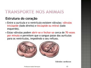Estrutura do coração
 Entre a aurícula e o ventrículo existem válvulas: válvulas
tricúspide (lado direito) e bicúspide ou mitral (lado
esquerdo).
 Estas válvulas podem abrir-se e fechar-se cerca de 70 vezes
por minuto e permitem que o sangue passe das aurículas
para os ventrículos, impedindo o seu refluxo.
63Professora Isabel Henriques
 