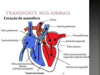 64
Coração de mamífero
Aurícula direita
Valva atrioventricular
direita
(válvula tricúspide)
Ventrículo direito
Valva pulmonar
Artéria pulmonar
Veia pulmonar
Aurícula esquerda
Valva aórtica
Valva atrioventricular
esquerda (válvula mitral)
Ventrículo esquerdo
Aorta
Professora Isabel Henriques
 