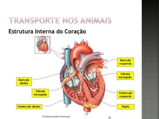 Estrutura Interna do Coração
65Professora Isabel Henriques
 