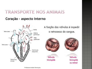 Coração – aspecto interno
66Professora Isabel Henriques
 