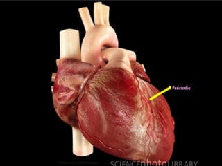 67Professora Isabel Henriques
 