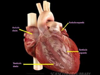 68Professora Isabel Henriques
 
