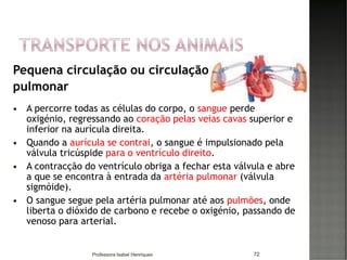 Pequena circulação ou circulação
pulmonar
 A percorre todas as células do corpo, o sangue perde
oxigénio, regressando ao coração pelas veias cavas superior e
inferior na aurícula direita.
 Quando a aurícula se contrai, o sangue é impulsionado pela
válvula tricúspide para o ventrículo direito.
 A contracção do ventrículo obriga a fechar esta válvula e abre
a que se encontra à entrada da artéria pulmonar (válvula
sigmóide).
 O sangue segue pela artéria pulmonar até aos pulmões, onde
liberta o dióxido de carbono e recebe o oxigénio, passando de
venoso para arterial.
72Professora Isabel Henriques
 