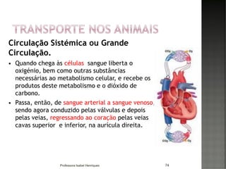 Circulação Sistémica ou Grande
Circulação.
 Quando chega às células sangue liberta o
oxigénio, bem como outras substâncias
necessárias ao metabolismo celular, e recebe os
produtos deste metabolismo e o dióxido de
carbono.
 Passa, então, de sangue arterial a sangue venoso,
sendo agora conduzido pelas válvulas e depois
pelas veias, regressando ao coração pelas veias
cavas superior e inferior, na aurícula direita.
74Professora Isabel Henriques
 